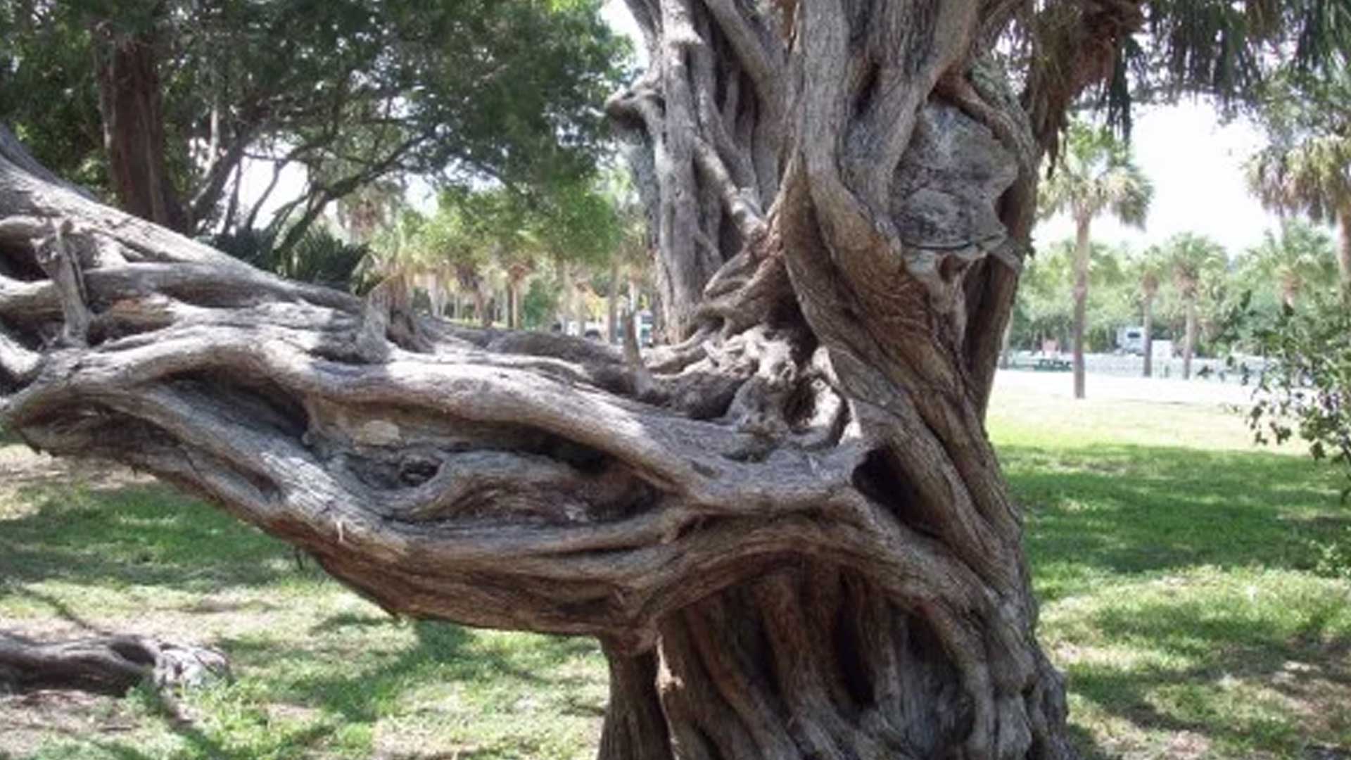 Haunted-tree